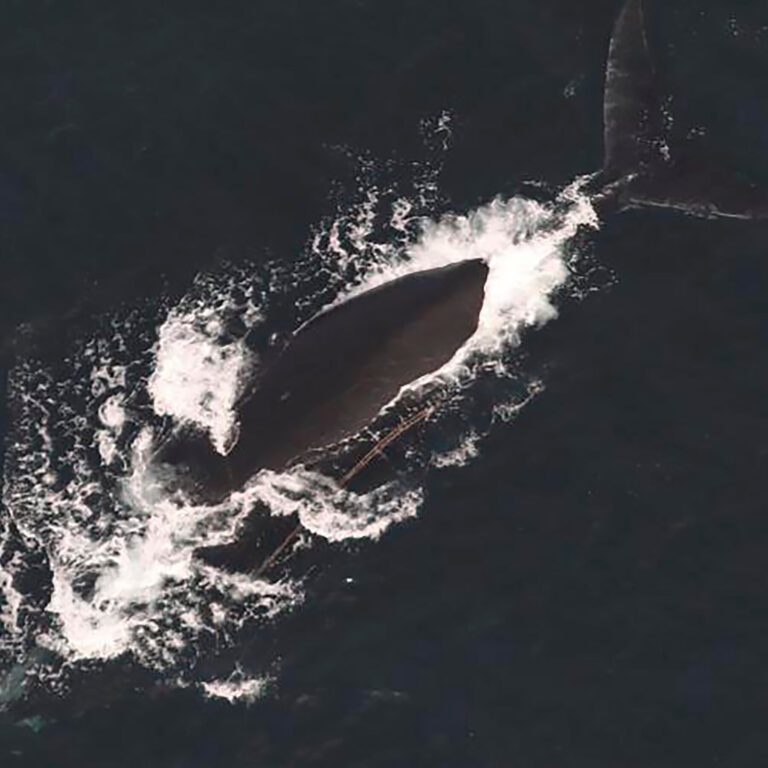 2 Endangered Whales Found Entangled in Fishing Gear, With 1 Likely to Die