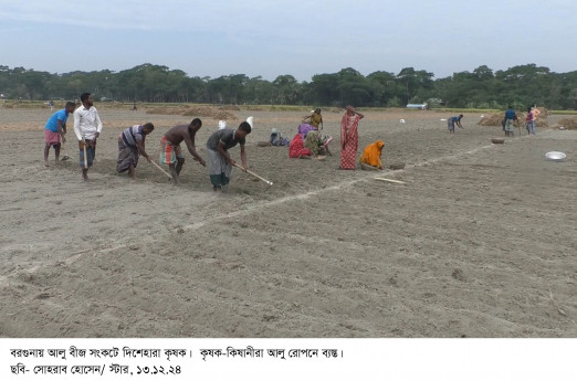 Seed crisis worries Barguna potato growers