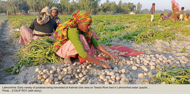 Early variety potato growers all smiles in Rangpur