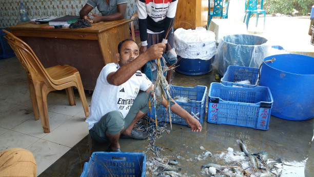 Prawn production declines due to feed costs, fry shortage