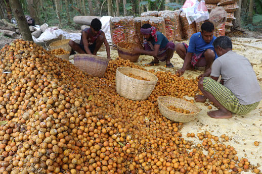 Dhope method transforming betel nut storage in Pirojpur