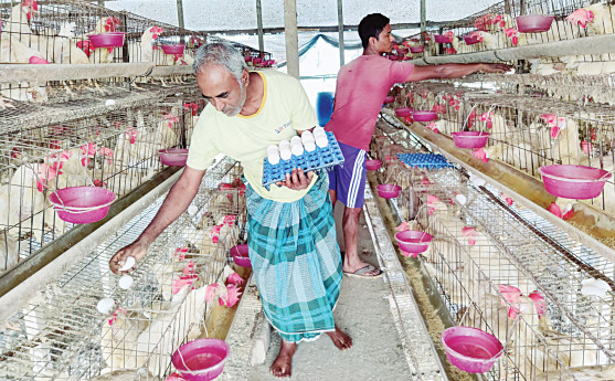 Poultry association cancels decision to halt production