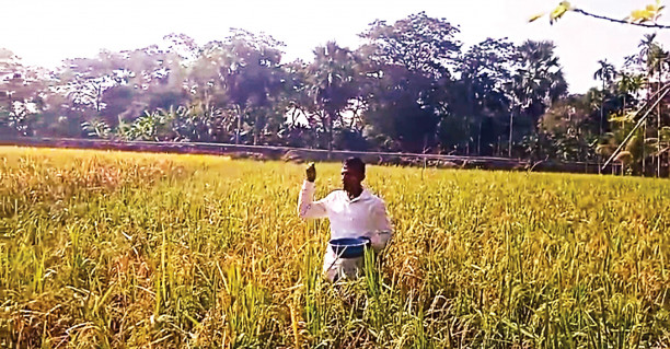 Mustard cultivation in Aman fields