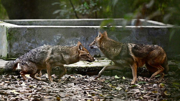 Habitat loss stokes rabid jackal attacks in Bangladesh