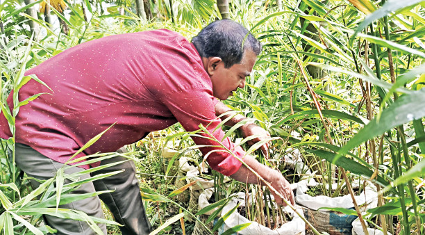 Commercial ginger cultivation in sacks