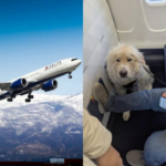 ‘Absolute joke’: Passenger annoyed as Delta Airlines gives his first-class seat to service dog