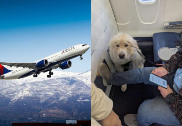 ‘Absolute joke’: Passenger annoyed as Delta Airlines gives his first-class seat to service dog