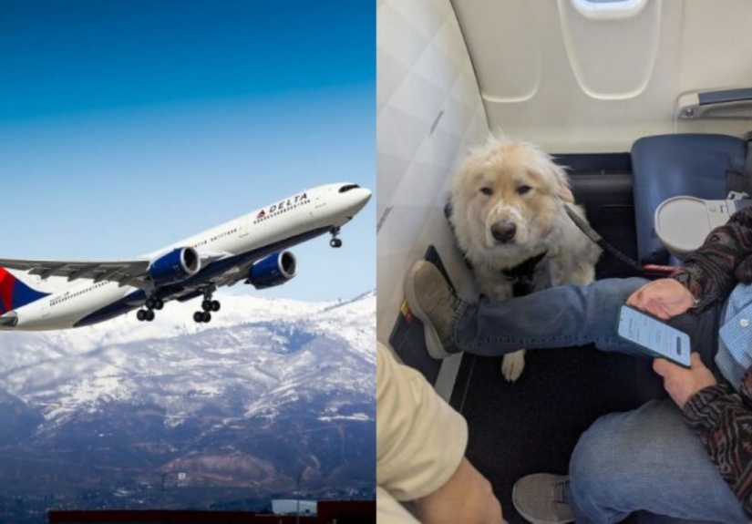 ‘Absolute joke’: Passenger annoyed as Delta Airlines gives his first-class seat to service dog