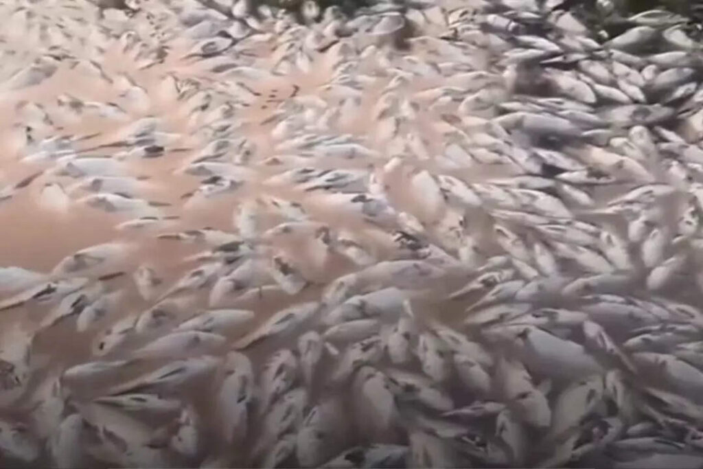 Why hundreds of fish are dying at THIS place in India