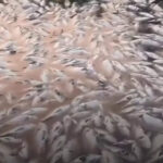 Why hundreds of fish are dying at THIS place in India