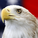 Bald eagle officially declared national bird of US