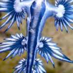 10 animals that look like aliens on Earth