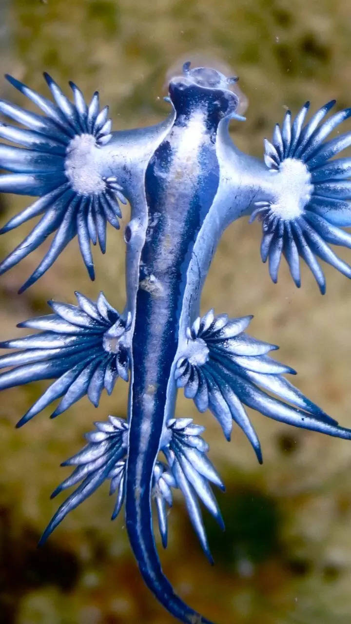 10 animals that look like aliens on Earth