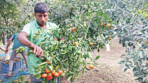 Orange, malta farming on the rise