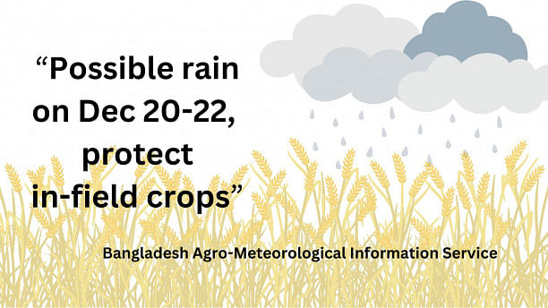 Protect in-field crops from rain on Dec 20-22, advises BAMIS