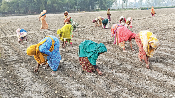 Potato cultivation sees big boost