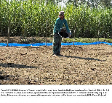 Cumin cultivation begins experimentally in Sirajganj