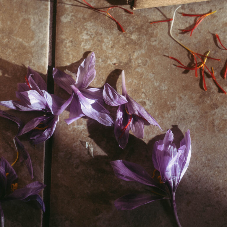 How Saffron, a Precious Import, Became an American Cash Crop