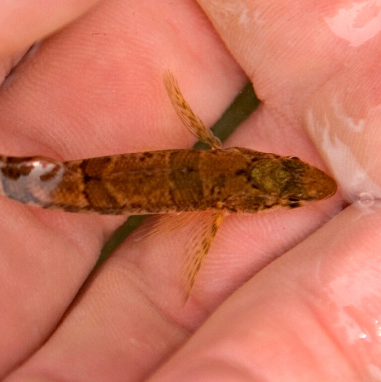 This Tiny Fish’s Mistaken Identity Halted a Dam’s Construction