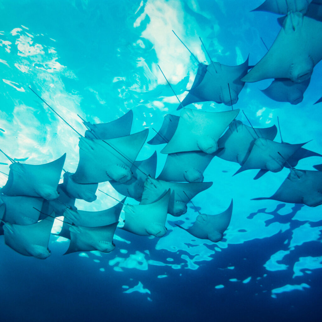 Scientists Finally Make Heads of Giant Stingray Tails