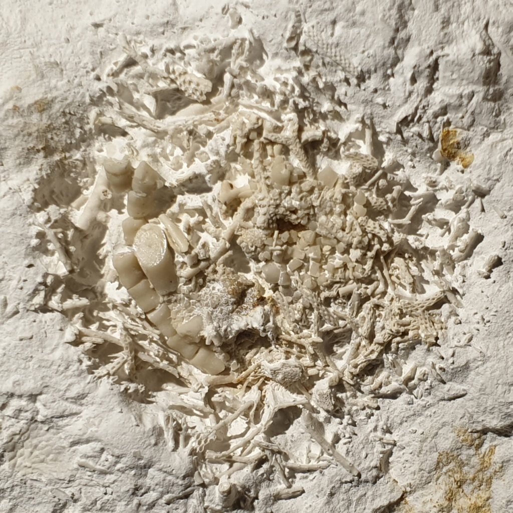 66-Million-Year-Old Fossilized Vomit Is Found in Denmark