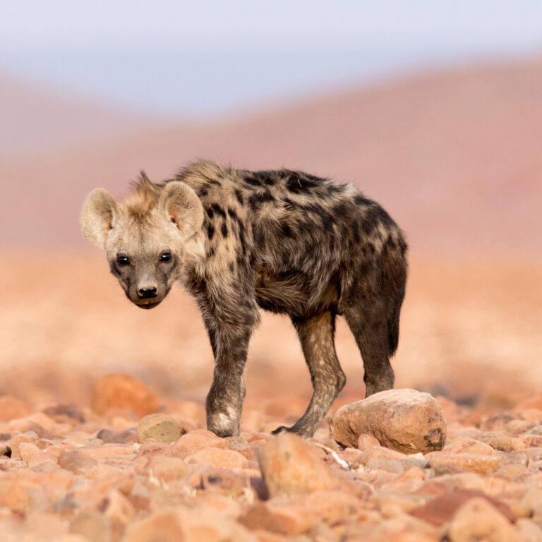 A Spotted Hyena Turns Up in Egypt After a 5,000 Absence