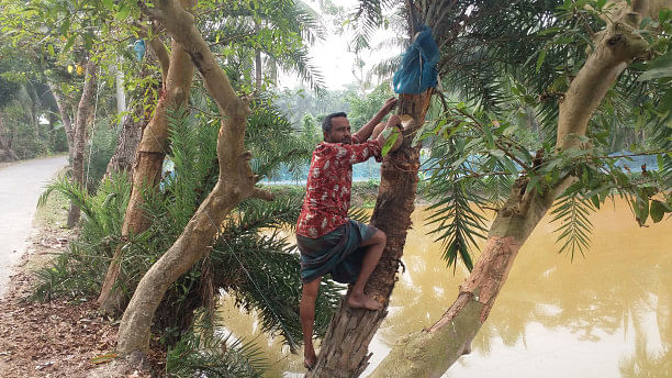 Bagerhat's date palm sap collectors active amid winter