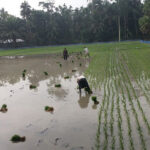 Boro cultivation in bagerhat: Rising production costs worry farmers