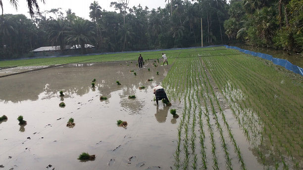 Boro cultivation in bagerhat: Rising production costs worry farmers