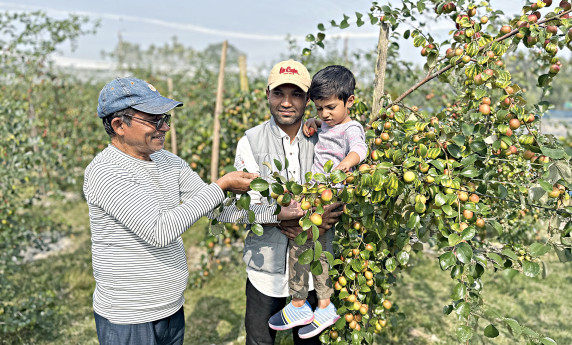 Bagerhat banker shines in jujube cultivation