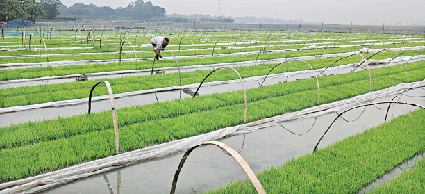 Boro seedling cultivation: Advanced tray method sees success