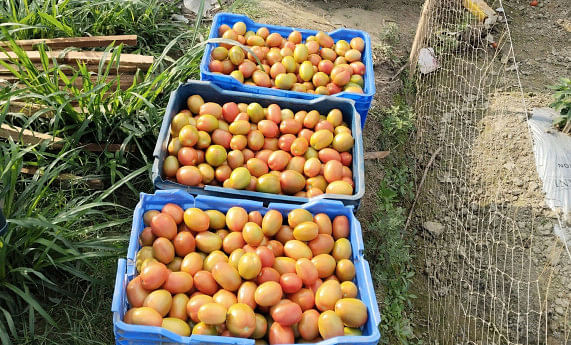 Bumper yield, good price make Rajbari’s tomato growers happy