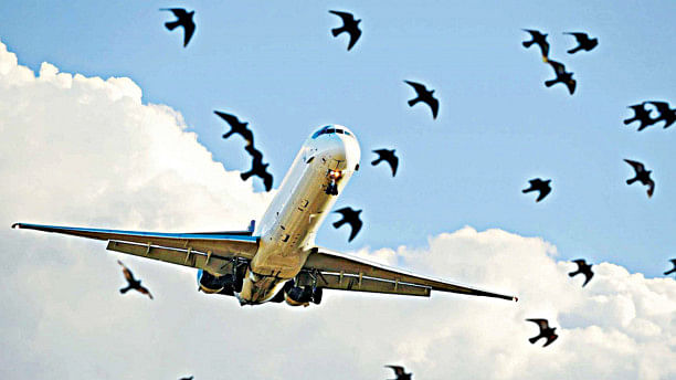 Secure Dhaka airport from bird strikes