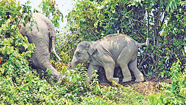 The cost of habitat loss: Casualties rise amid human-elephant conflict