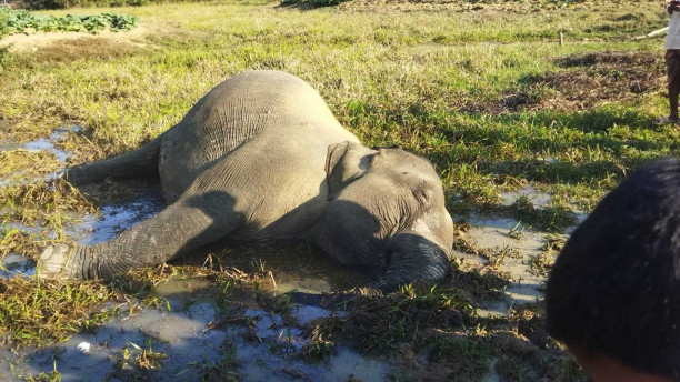 Electric fence kills elephant, man dies in retaliatory strike