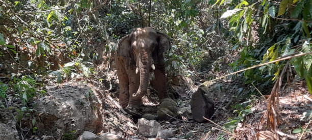 One killed in wild elephant attack in Bandarban