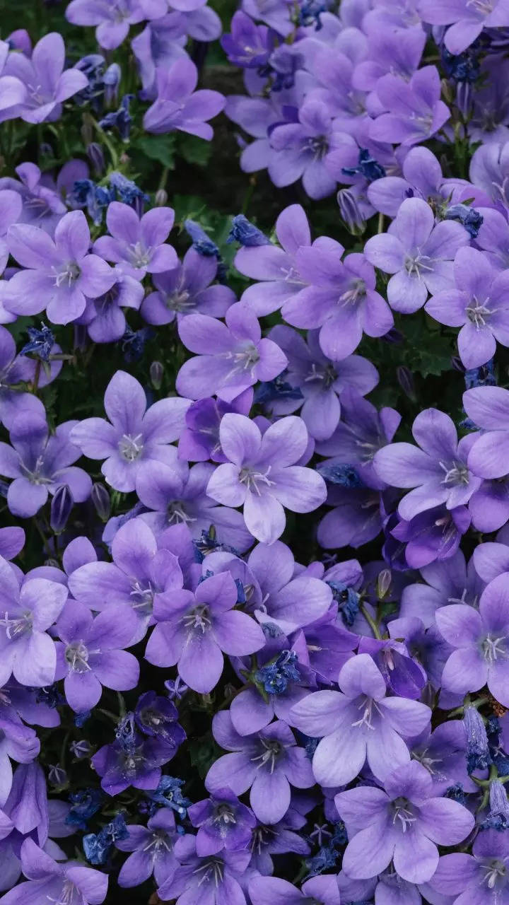 10 most beautiful purple flowers for the balcony garden