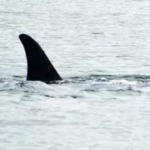 An orca that carried her dead calf for weeks in 2018 is doing so once again