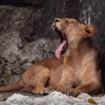 How did this 7-year-old boy brave lions and leopards for five days in a Zimbabwe zoo?