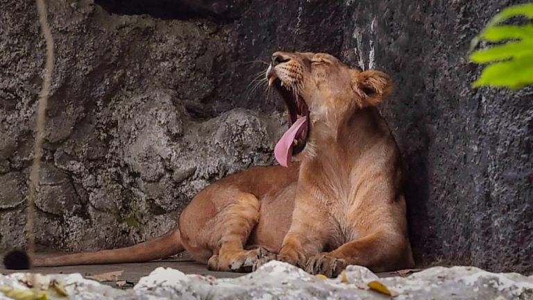 How did this 7-year-old boy brave lions and leopards for five days in a Zimbabwe zoo?