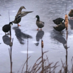 Firefighters pluck duck from icy pond in Lower Saxony