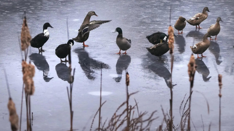 Firefighters pluck duck from icy pond in Lower Saxony