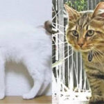 The fascinating world of Bobtail cats