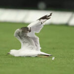 'Swarmed': Seagull struck by cricket ball during BBL match - Watch