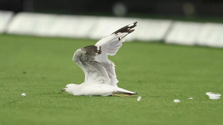 'Swarmed': Seagull struck by cricket ball during BBL match - Watch