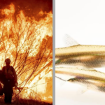 Los Angeles wildfires: Conservatives blame small fish, DEI as key factors