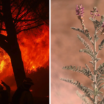 Fire safety vs conservation: How one endangered plant stopped a major wildfire prevention project in California?