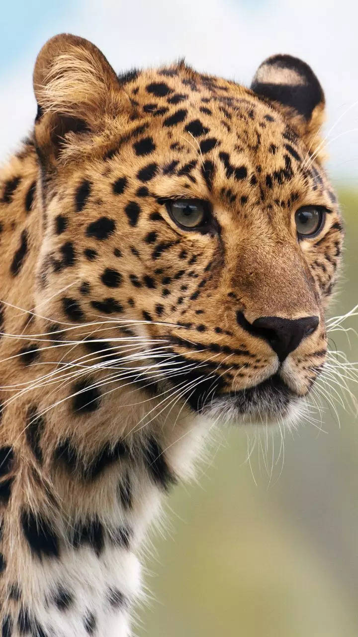 10 animals with the sharpest eyesight