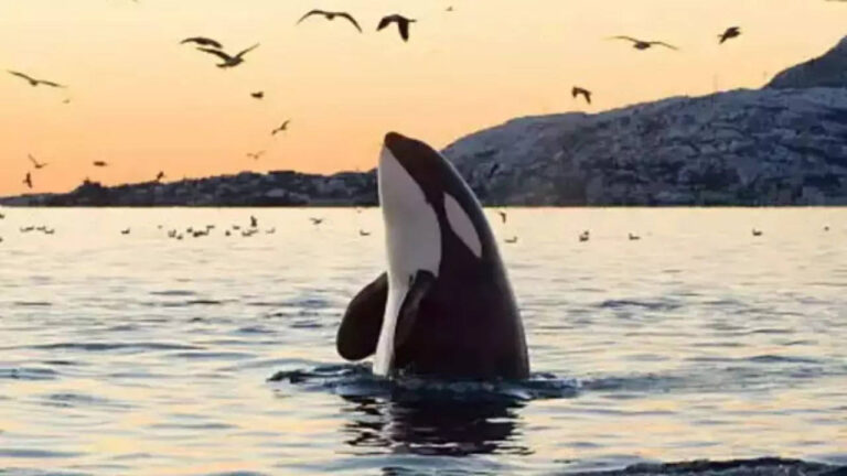 Can killer whales speak our language? Creepy audio reveals orcas mimicking human words