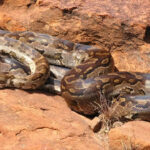 African rock python: The snake species that hunts in packs